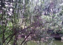 QQDƬ20150525173955